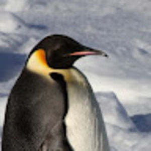 Meet your Posher, Ttv_penguin_97